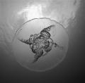 B and W Jelly - James Wright - Marine Abstract - 1st Place and Overall Winner